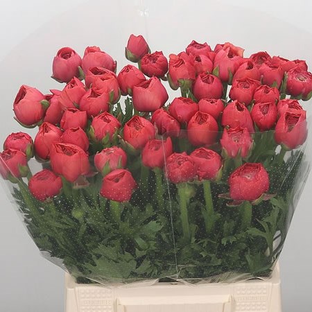 Ranunculus Cloony Fragolino
