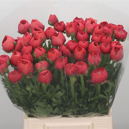 Ranunculus Cloony Fragolino