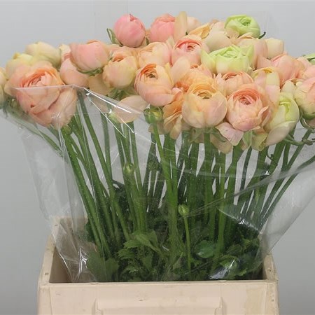Ranunculus Cloony Grand Pastel
