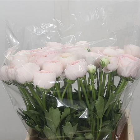 Ranunculus Cloony Hanoi