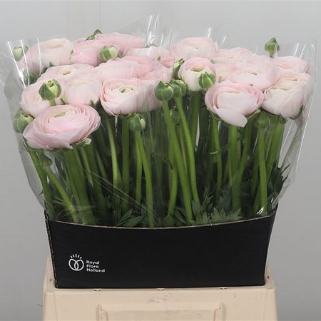 Ranunculus Cloony Hanoi