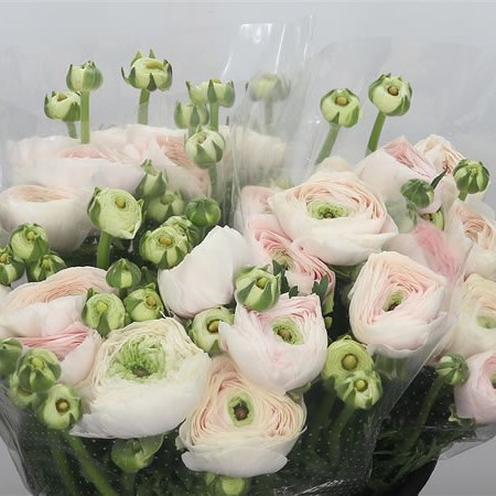 Ranunculus Cloony Hanoi GIGA