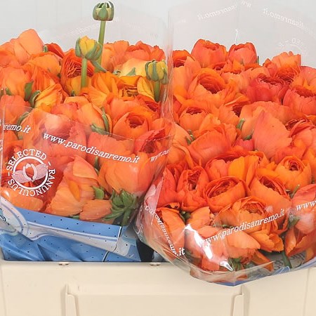 Ranunculus Cloony Lambada