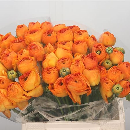 Ranunculus Cloony Lambada