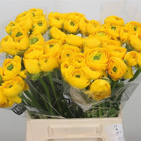 Ranunculus Cloony Omega