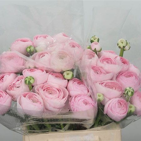 Ranunculus Cloony Peonia XXL