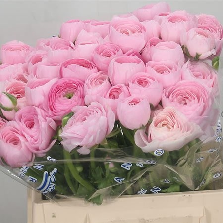 Ranunculus Cloony Pink 422
