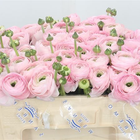 Ranunculus Cloony Pink Confetto