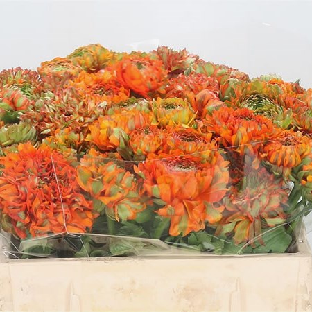 Ranunculus Cloony Pon Pon 974