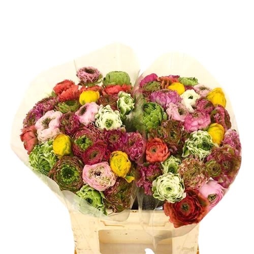 Ranunculus Cloony Pon Pon Pretty Mix