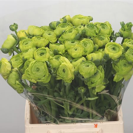 Ranunculus Cloony Real Jean