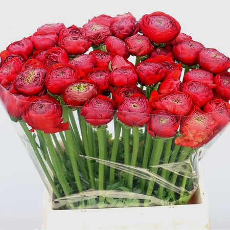 Ranunculus Cloony Red (Extra)