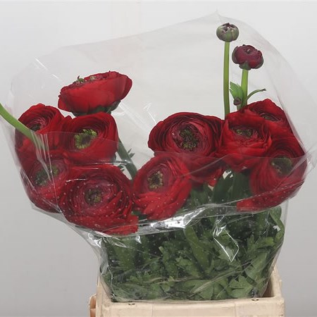 Ranunculus Cloony Sangria GIGA