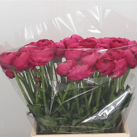 Ranunculus Cloony Spotlight
