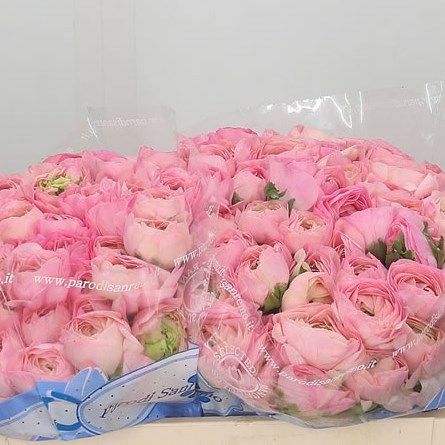 Ranunculus Cloony Venere