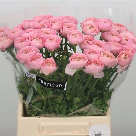 Ranunculus Cloony Venere