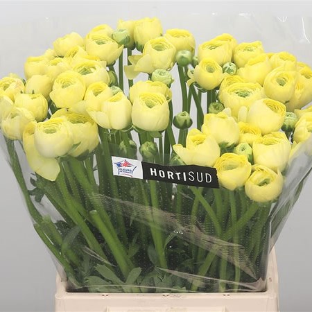 Ranunculus Comedia Creme