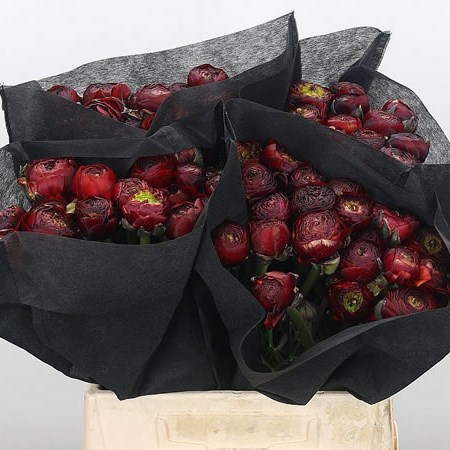 Ranunculus Elegance Choco Super