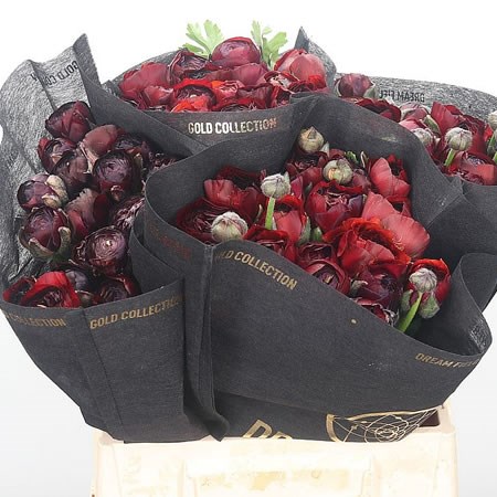 Ranunculus Elegance Choco Super