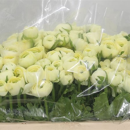Ranunculus Elegance Cream