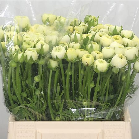 Ranunculus Elegance Cream