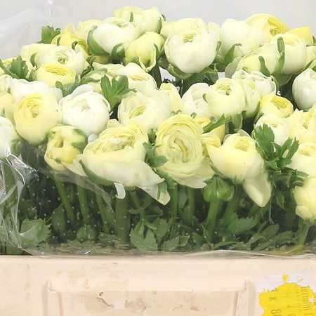 Ranunculus Elegance Cream Ex