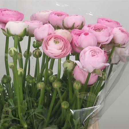 Ranunculus Elegance Marshmallow