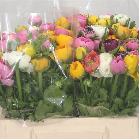 Ranunculus Elegance Mix