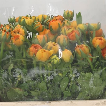 Ranunculus Elegance Orange
