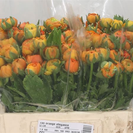 Ranunculus Elegance Orange