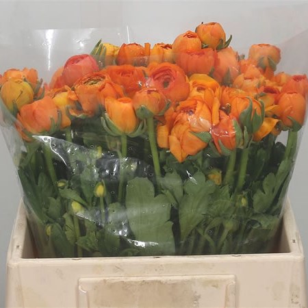 Ranunculus Elegance Orange