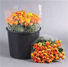 Ranunculus Elegance Orange