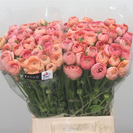 Ranunculus Elegance Pastel (Extra)