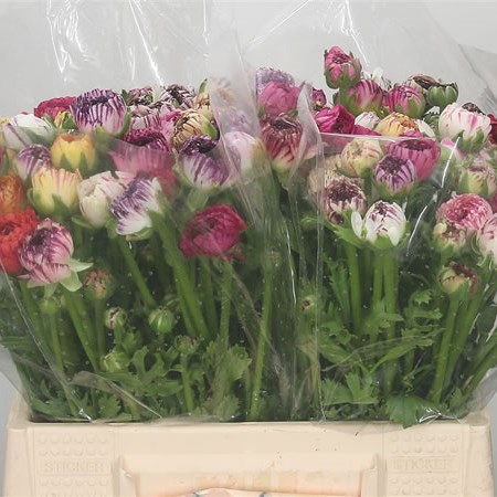 Ranunculus Elegance Picotee Mix