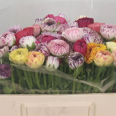 Ranunculus Elegance Picotee Mix