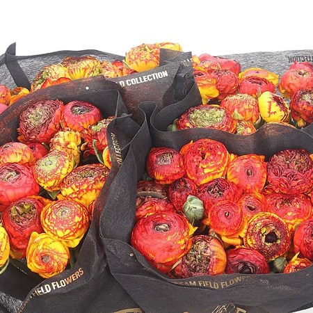 Ranunculus Elegance Picotee Orange Super