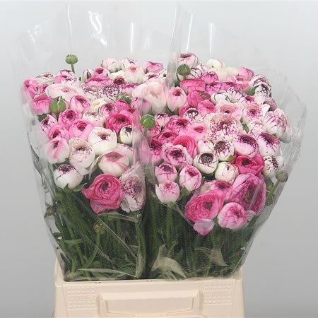 Ranunculus Elegance Picotee Pink