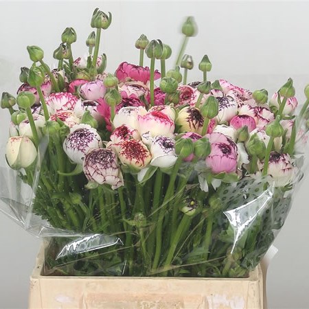 Ranunculus Elegance Picotee Pink Ex