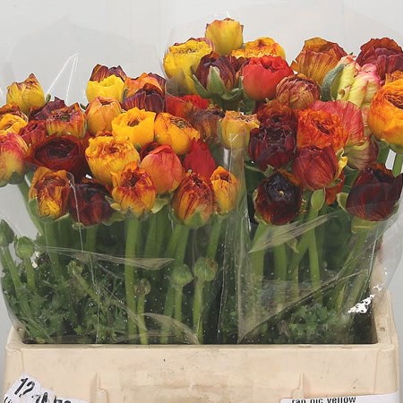 Ranunculus Elegance Picotee Yellow