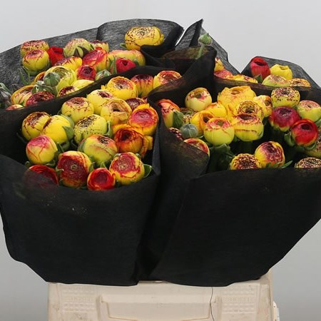 Ranunculus Elegance Picotee Yellow Super
