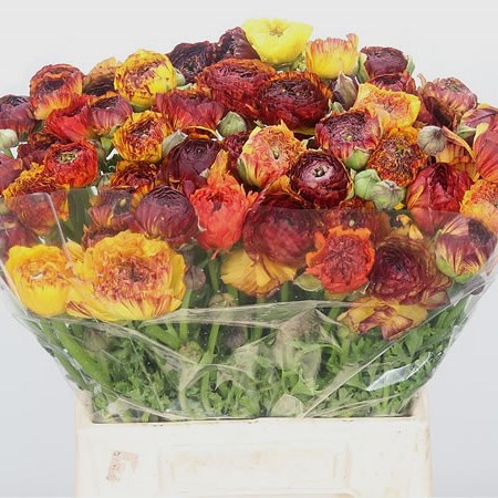 Ranunculus Elegance Picotee Yellow Super