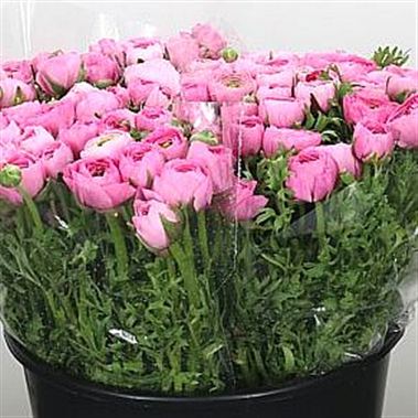Ranunculus Elegance Pink