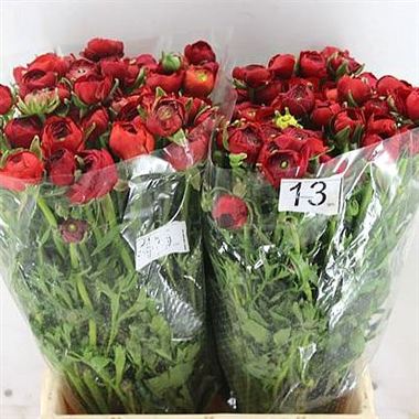 Ranunculus Elegance Red