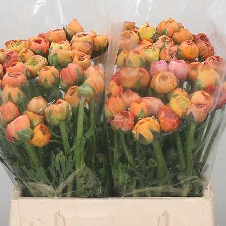 Ranunculus Elegance Salmon