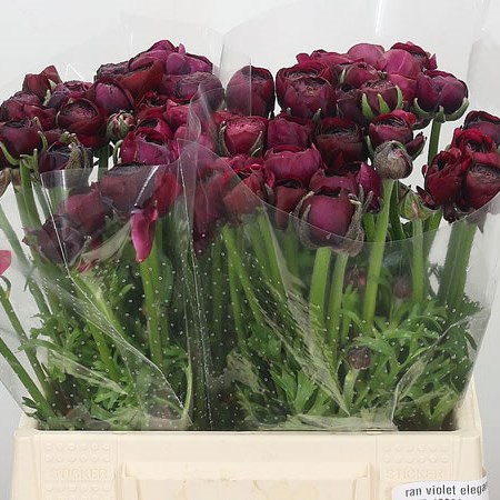 Ranunculus Elegance Violet
