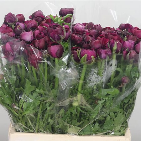 Ranunculus Elegance Violet