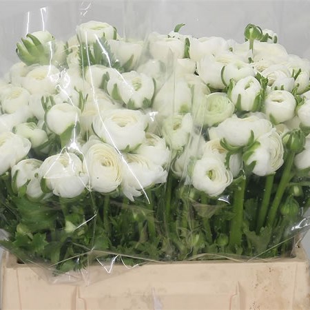 Ranunculus Elegance White