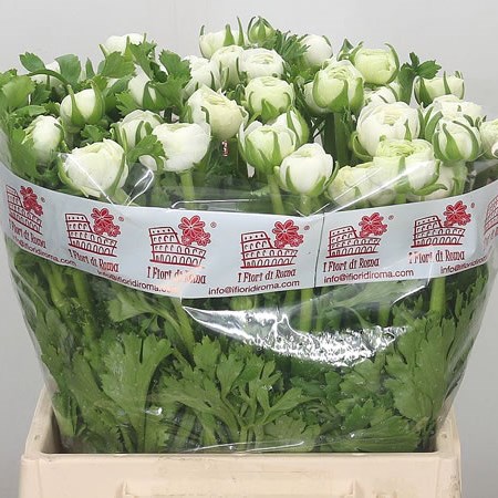 Ranunculus Elegance White