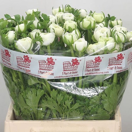 Ranunculus Elegance White