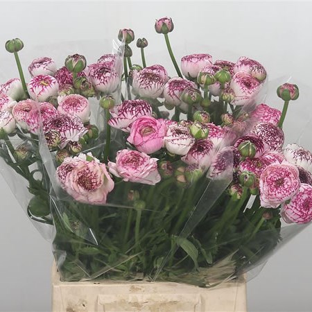 Ranunculus Elegance White Stripes